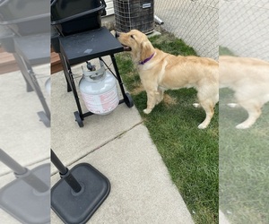 Golden Retriever Puppy for sale in ROCHESTER HILLS, MI, USA