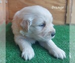 Small #4 English Cream Golden Retriever