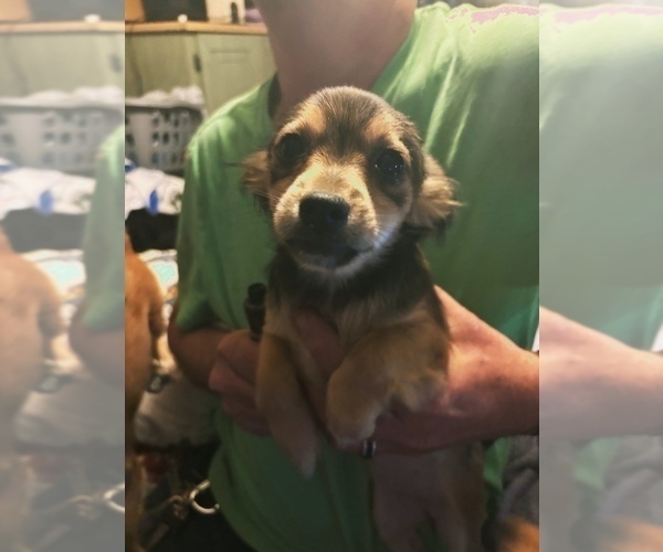 Medium Photo #3 Chihuahua Puppy For Sale in SUGAR VALLEY, GA, USA