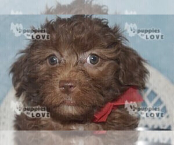 Medium Photo #6 Aussiedoodle Puppy For Sale in SANGER, TX, USA