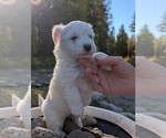 Small Photo #4 Aussiedoodle Miniature  Puppy For Sale in SPIRIT LAKE, ID, USA