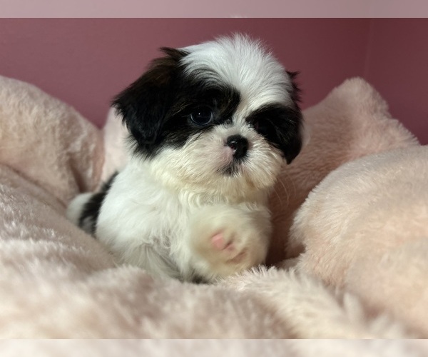 Medium Photo #19 Shih Tzu Puppy For Sale in VENETA, OR, USA