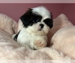 Small Photo #19 Shih Tzu Puppy For Sale in VENETA, OR, USA