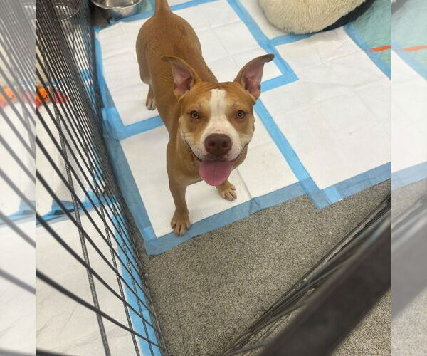 Medium Photo #2 American Pit Bull Terrier-Unknown Mix Puppy For Sale in Stckton, CA, USA