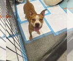 Small #1 American Pit Bull Terrier Mix