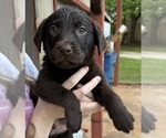 Small Photo #7 Labrador Retriever Puppy For Sale in CONOVER, NC, USA