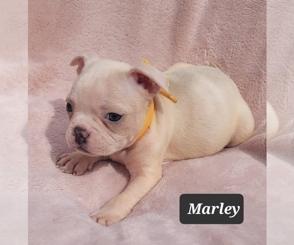 Medium Photo #12 Boston Terrier Puppy For Sale in MINERAL WELLS, WV, USA