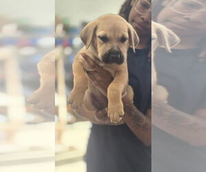 Labrador Retriever-Unknown Mix Dogs for adoption in Sanford, FL, USA