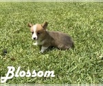 Puppy Blossom Pembroke Welsh Corgi