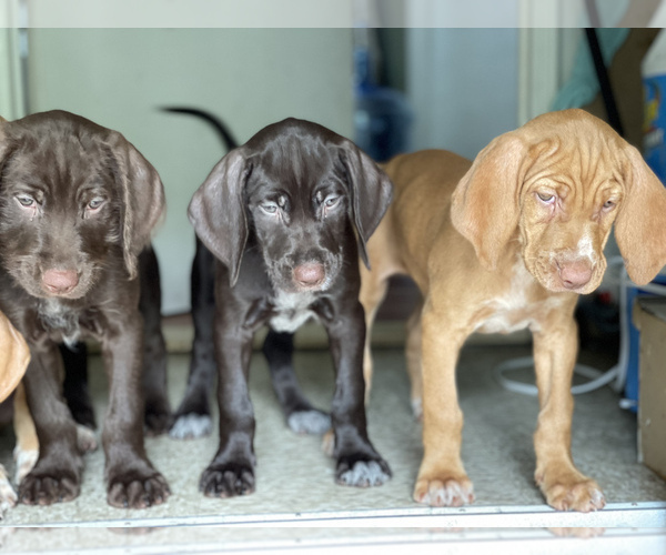 Medium Photo #4 German Wirehaired Pointer-Vizsla Mix Puppy For Sale in ARLINGTON, NJ, USA