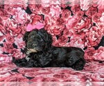 Small #3 Havanese-Poodle (Toy) Mix