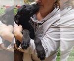 Small Photo #1 Great Dane Puppy For Sale in CADILLAC, MI, USA