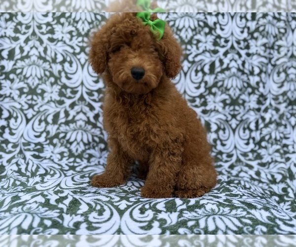 Medium Photo #2 Poodle (Miniature) Puppy For Sale in LAKELAND, FL, USA
