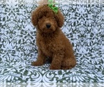 Small #1 Poodle (Miniature)