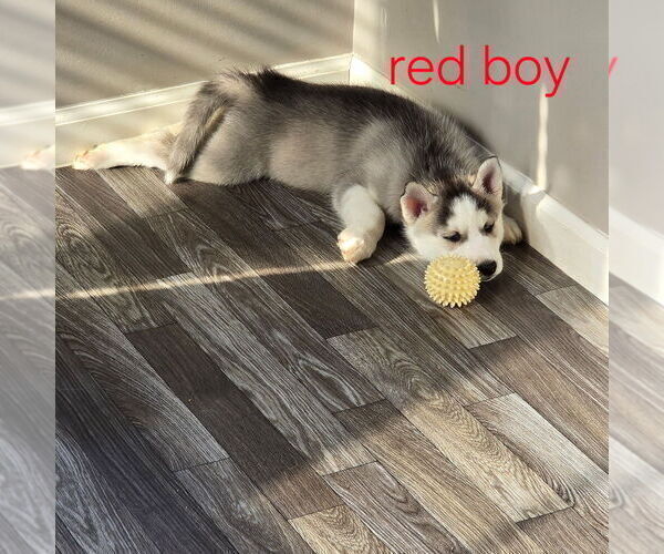 Medium Photo #49 Siberian Husky Puppy For Sale in KING GEORGE, VA, USA
