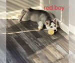 Small Photo #49 Siberian Husky Puppy For Sale in KING GEORGE, VA, USA