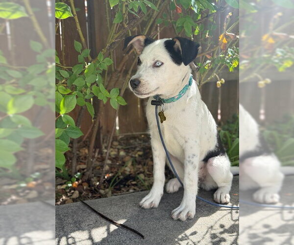 Medium Photo #9 Mutt Puppy For Sale in Sandy, UT, USA