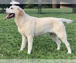 Small Photo #14 Labrador Retriever Puppy For Sale in BURNS, TN, USA