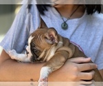 Small Photo #22 French Bulldog Puppy For Sale in FREMONT, CA, USA