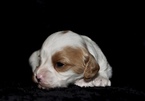 Small Photo #8 Cavapoo Puppy For Sale in PHOENIX, AZ, USA