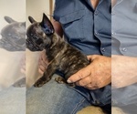 Puppy 2 French Bulldog