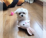 Puppy Dino Maltese