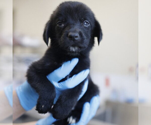 Medium Photo #1 Great Pyrenees-Unknown Mix Puppy For Sale in San Antonio, TX, USA