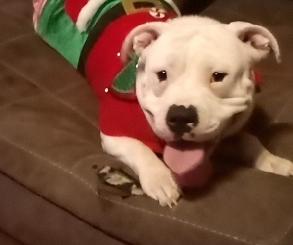 Medium Photo #1 American Bully Puppy For Sale in AUGUSTA, ME, USA
