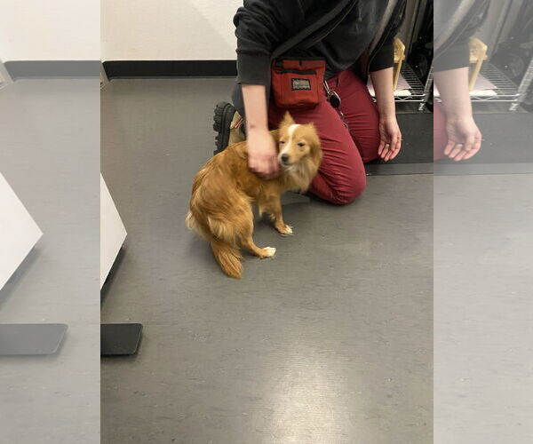 Medium Photo #7 Pomeranian-Unknown Mix Puppy For Sale in San Francisco, CA, USA