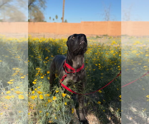 Medium Photo #9 Mutt Puppy For Sale in Goodyear, AZ, USA