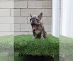Small Photo #3 French Bulldog Puppy For Sale in SIMI VALLEY, CA, USA