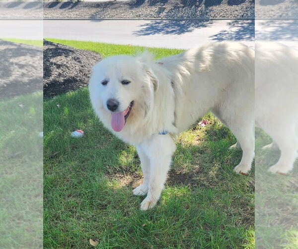 Medium Photo #1 Great Pyrenees Puppy For Sale in Croydon, NH, USA