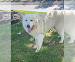Small Great Pyrenees