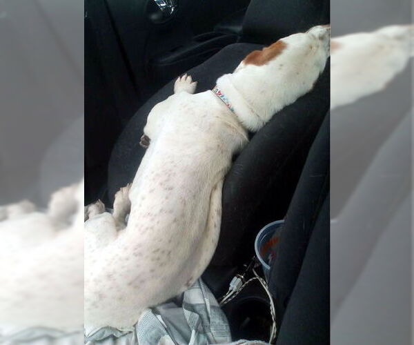 Medium Photo #4 Basset Hound Puppy For Sale in Deepwater, NJ, USA