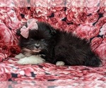 Small Photo #4 Pomeranian Puppy For Sale in QUARRYVILLE, PA, USA