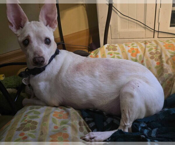 Medium Photo #2 Rat-Cha Puppy For Sale in Salt Lake City, UT, USA