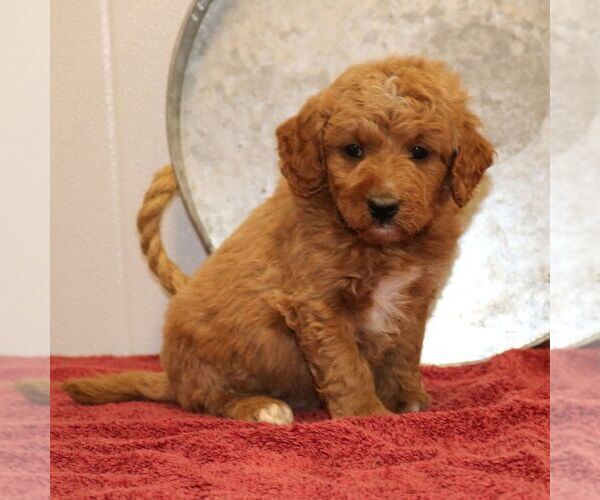 Medium Photo #5 Goldendoodle (Miniature) Puppy For Sale in EPHRATA, PA, USA