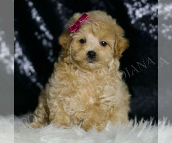 Medium Photo #2 Maltipoo (Miniature) Puppy For Sale in WARSAW, IN, USA