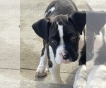 Small Photo #6 Boxer Puppy For Sale in OAK LAWN, IL, USA