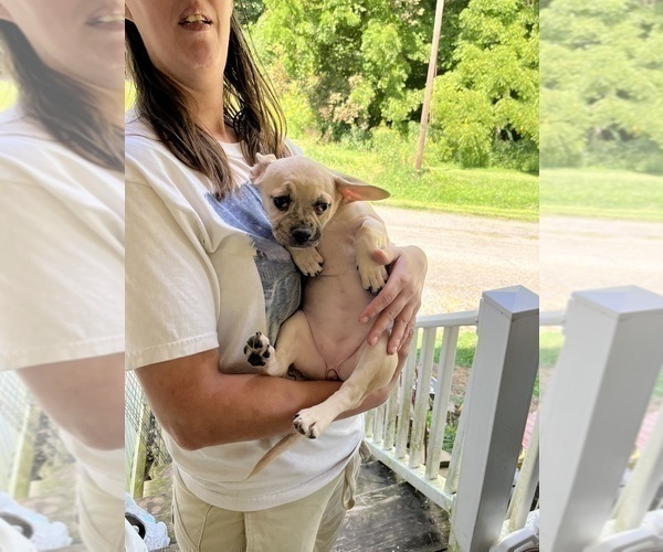 Medium Photo #11 French Bullhuahua Puppy For Sale in SPRAGGS, PA, USA