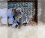 Small Photo #2 French Bulldog Puppy For Sale in CHANNELVIEW, TX, USA
