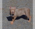 Small Photo #2 American Bully Puppy For Sale in UNIONVILLE, VA, USA