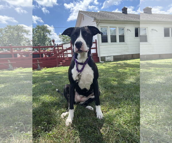 Medium Photo #9 American Pit Bull Terrier-Labrador Retriever Mix Puppy For Sale in Oakhurst, NJ, USA