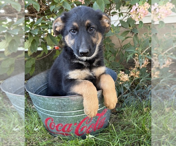 Medium Photo #2 German Shepherd Dog Puppy For Sale in MIDDLEBURY, IN, USA