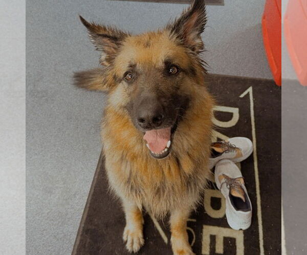 Medium Photo #36 German Shepherd Dog Puppy For Sale in Fargo, ND, USA