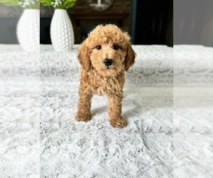 Goldendoodle (Miniature) Puppy for Sale in GREENFIELD, Indiana USA