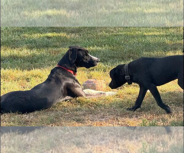 Medium Photo #5 Border Collie-Unknown Mix Puppy For Sale in Germantown, OH, USA