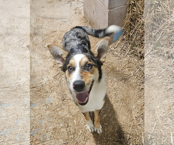 Medium Photo #1 Mutt Puppy For Sale in Tracy City, TN, USA