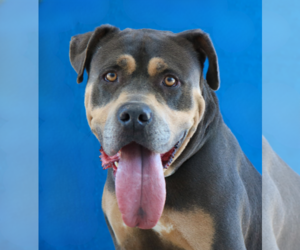 Mutt Dogs for adoption in Pasadena, CA, USA