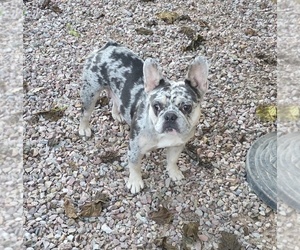 Mother of the French Bulldog puppies born on 11/11/2025